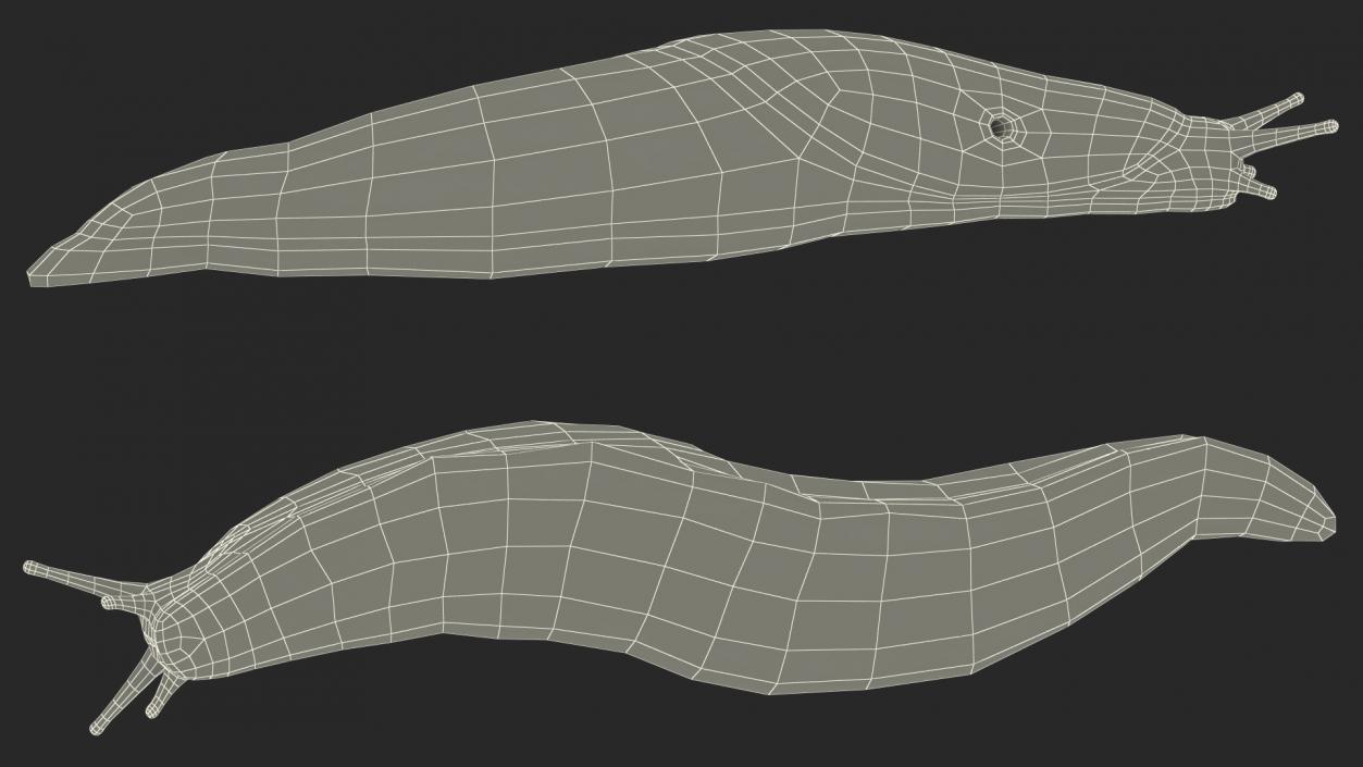 3D Iberian Slug Lying model