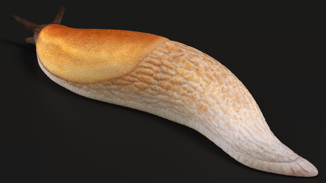 3D Iberian Slug Lying model