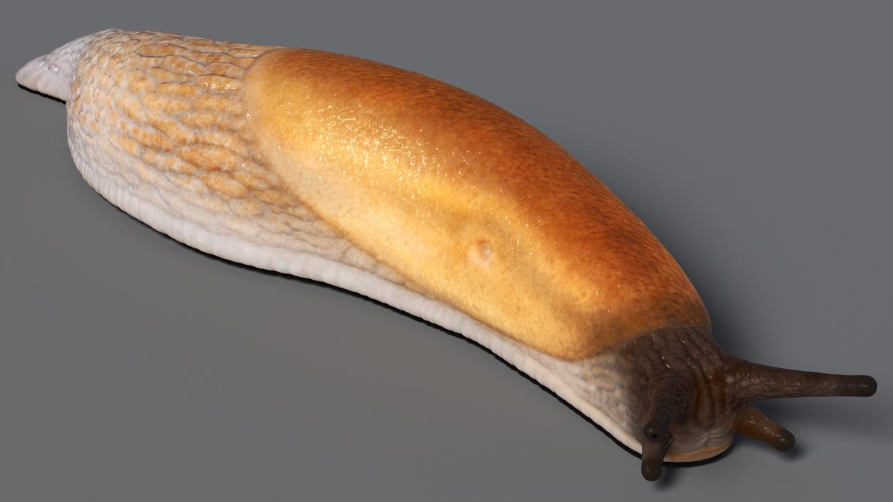 3D Iberian Slug Lying model