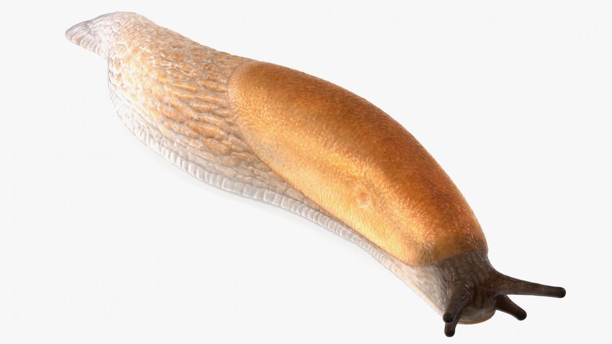 3D Iberian Slug Lying model