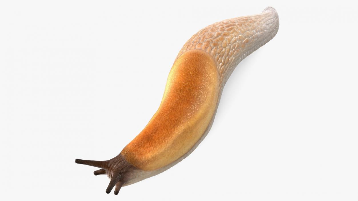 3D Iberian Slug Lying model