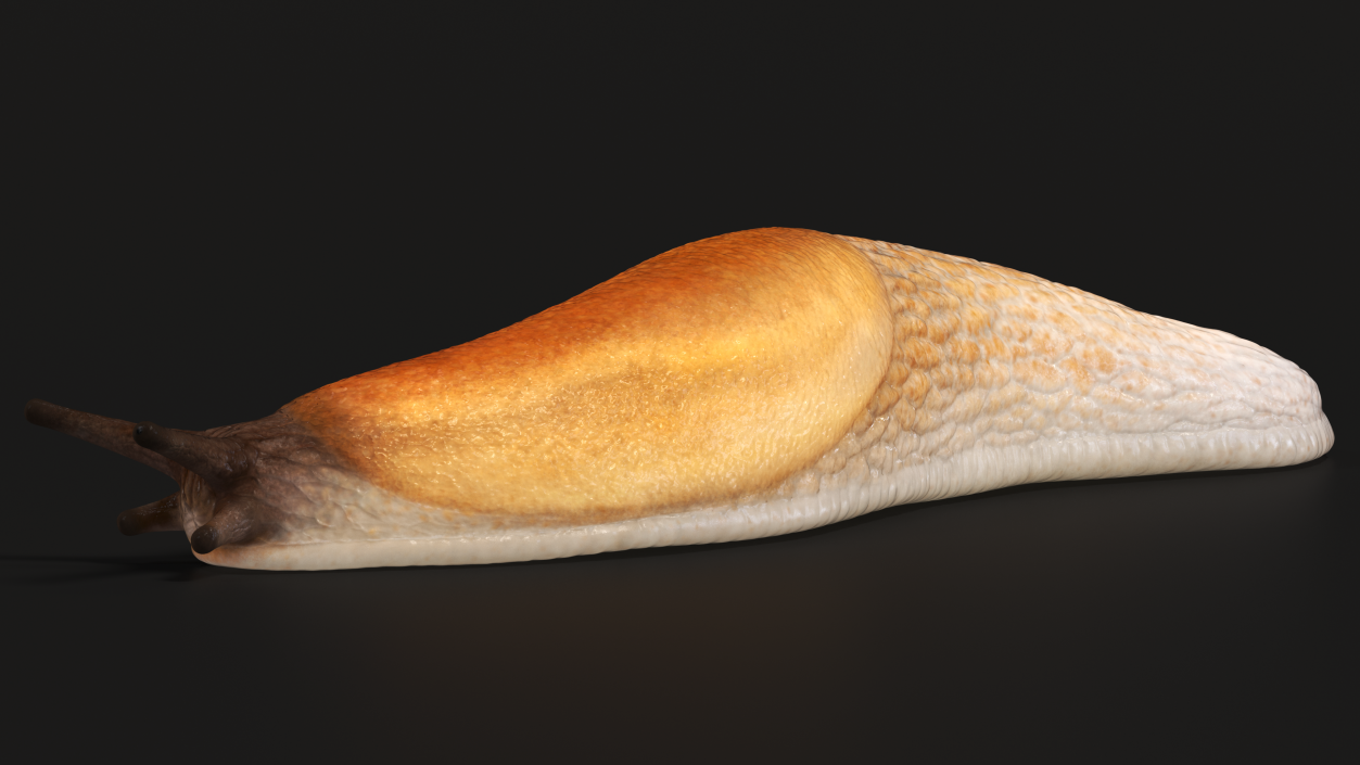 3D Iberian Slug Lying model