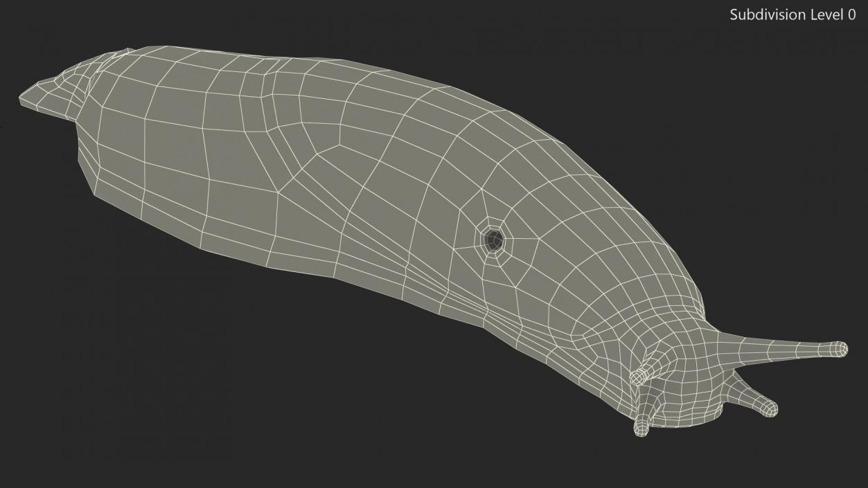 3D Iberian Slug Lying model