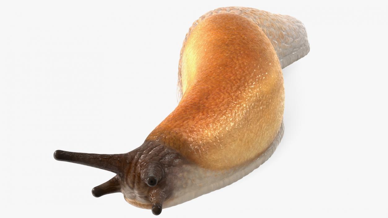 3D Iberian Slug Lying model