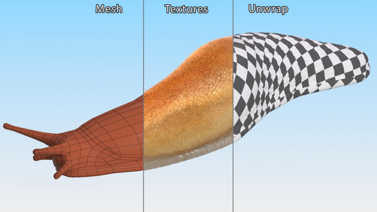 3D Iberian Slug Lying model