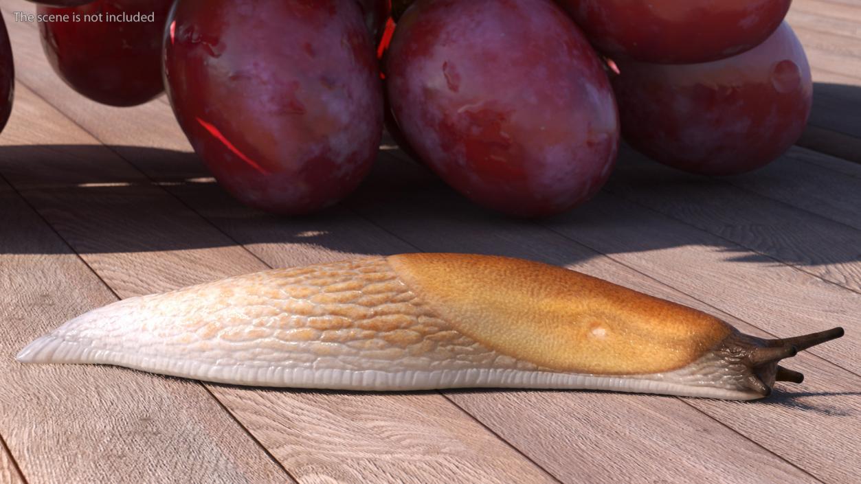 3D Iberian Slug Lying model