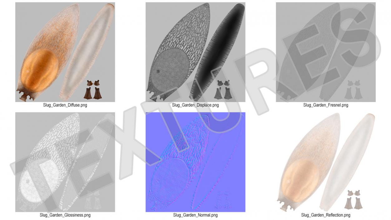 3D Iberian Slug Lying model