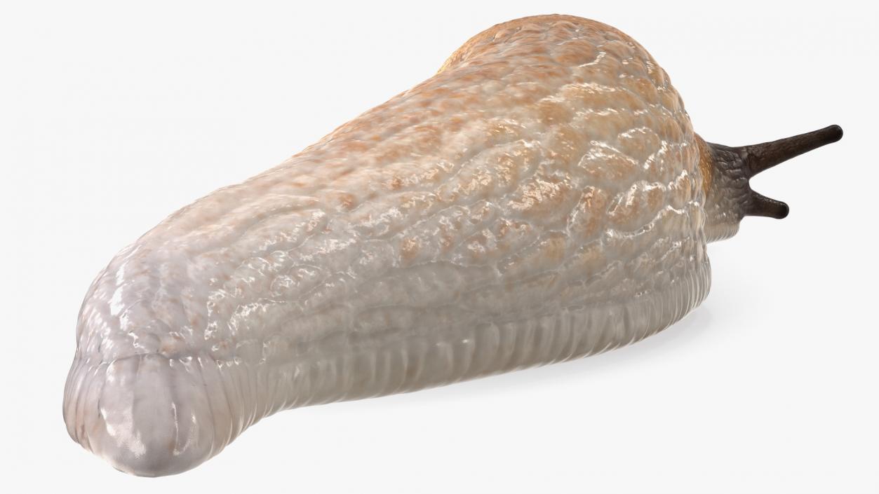 3D Iberian Slug Lying model