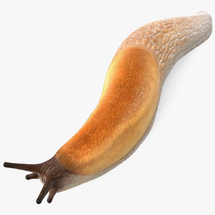 3D Iberian Slug Lying model