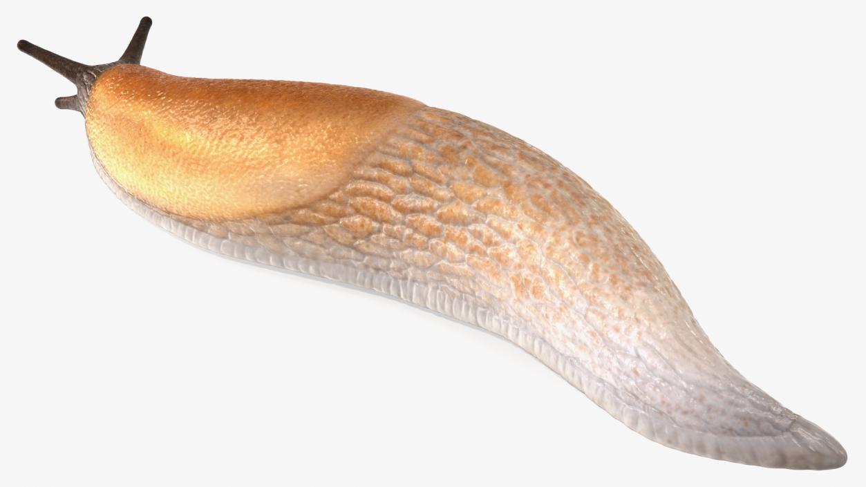 3D Iberian Slug Lying model