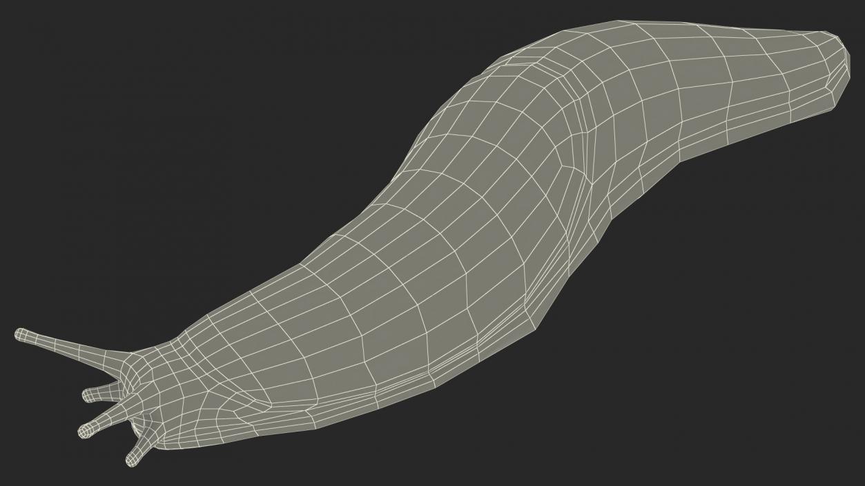 3D Iberian Slug Lying model