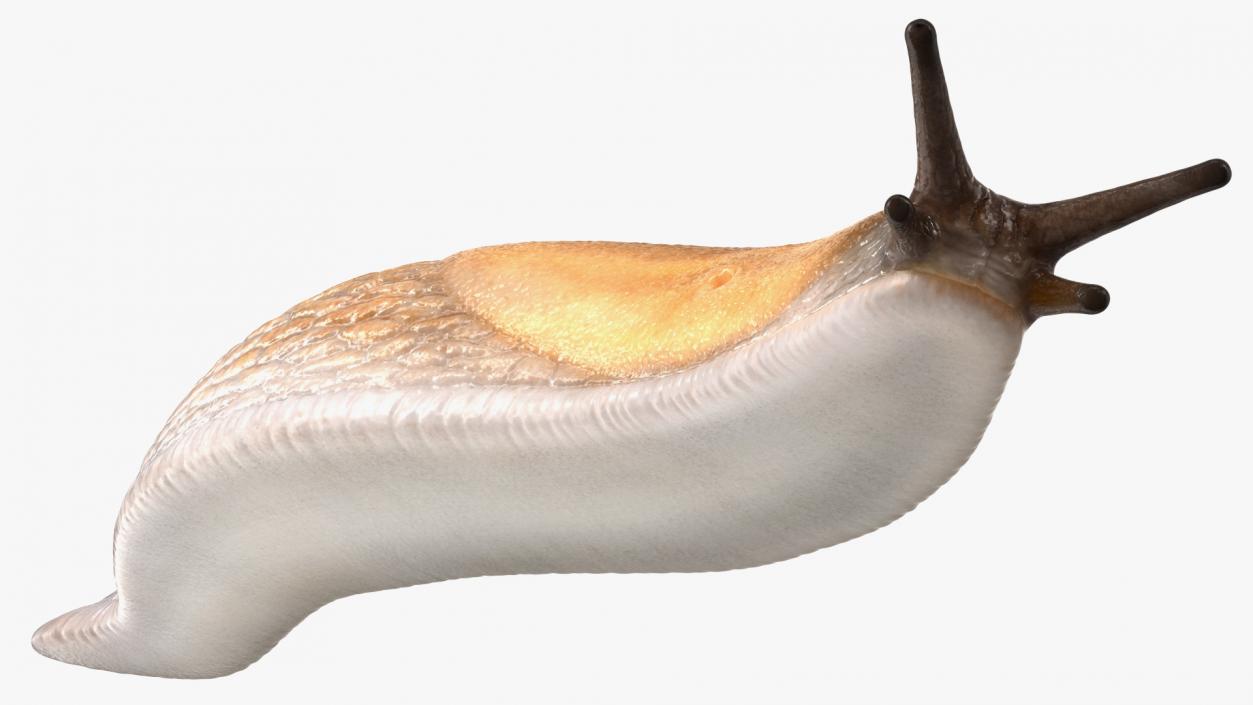 3D Iberian Slug Lying model