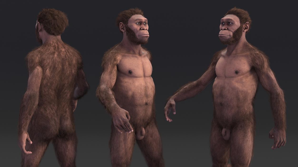 3D Homo Habilis Fur Rigged model