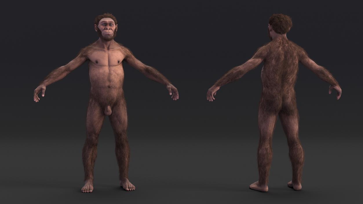 3D Homo Habilis Fur Rigged model