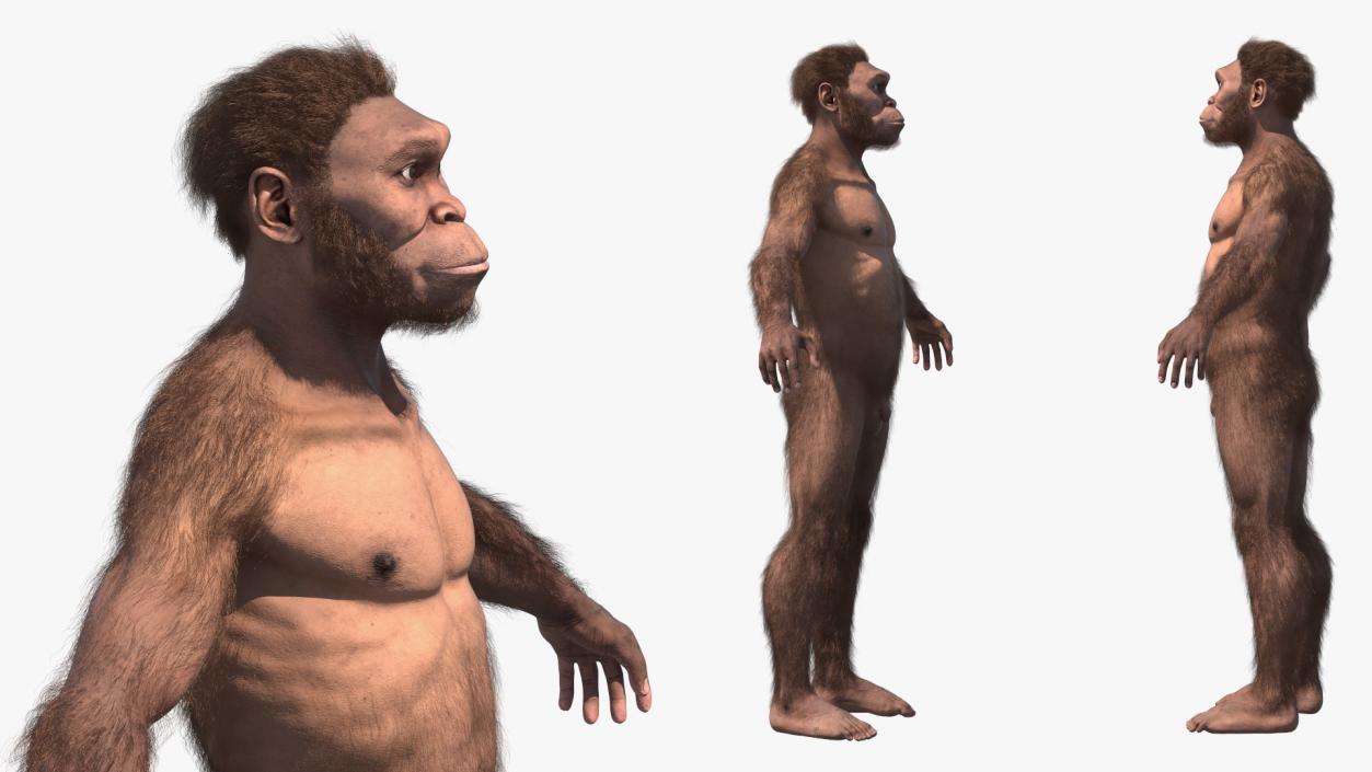 3D Homo Habilis Fur Rigged model