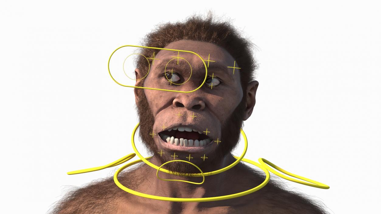 3D Homo Habilis Fur Rigged model