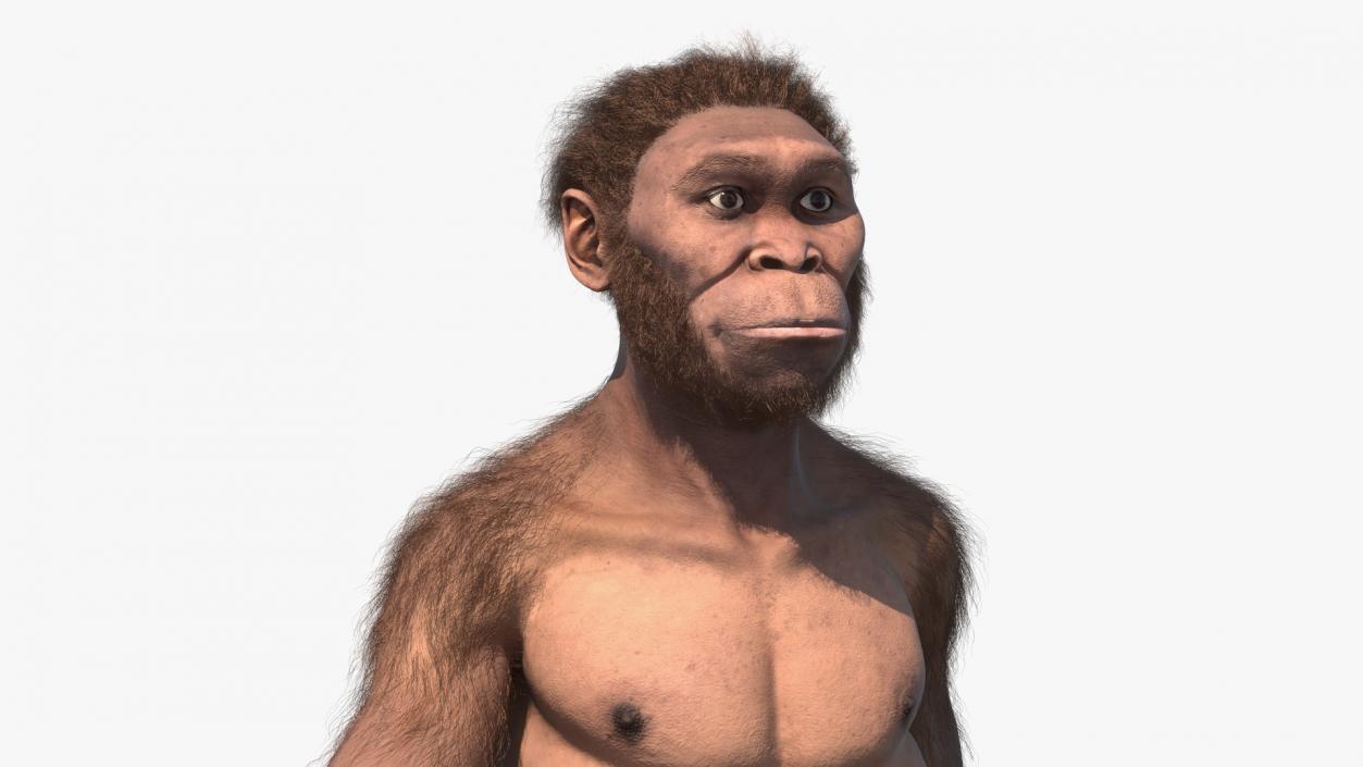 3D Homo Habilis Fur Rigged model