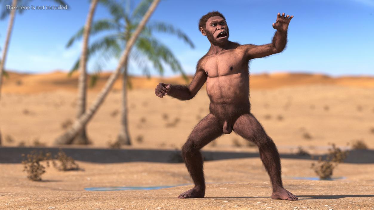 3D Homo Habilis Fur Rigged model