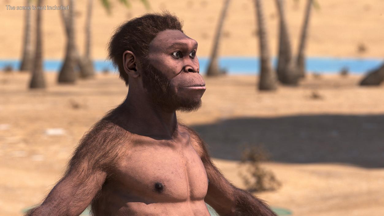 3D Homo Habilis Fur Rigged model