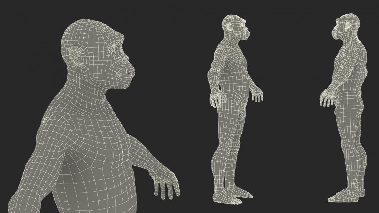 3D Homo Habilis Fur Rigged model