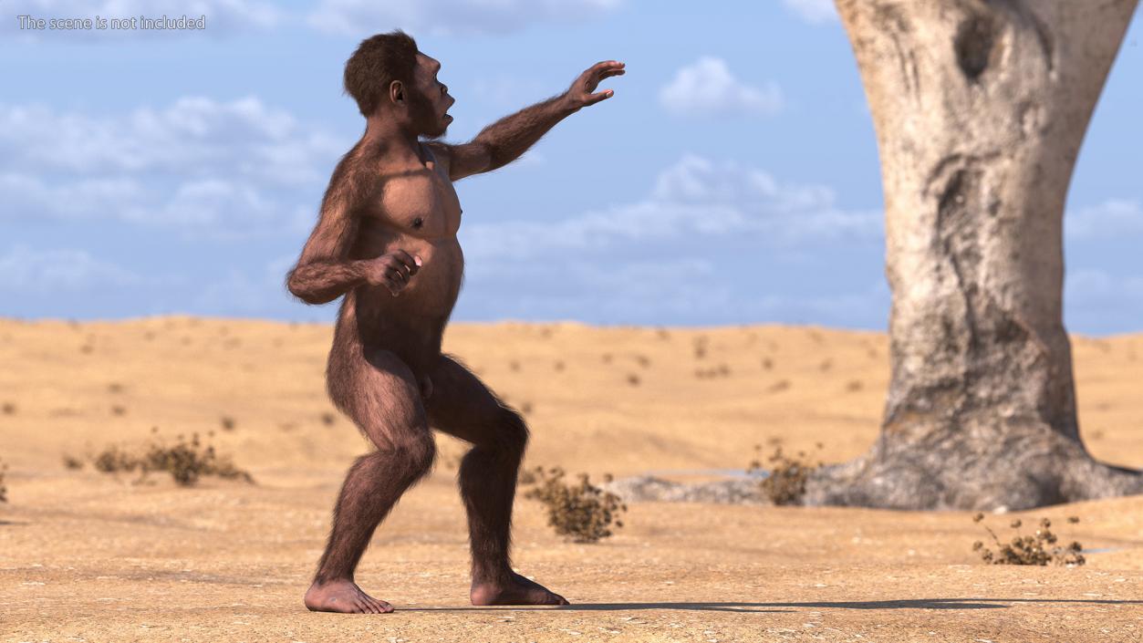 3D Homo Habilis Fur Rigged model