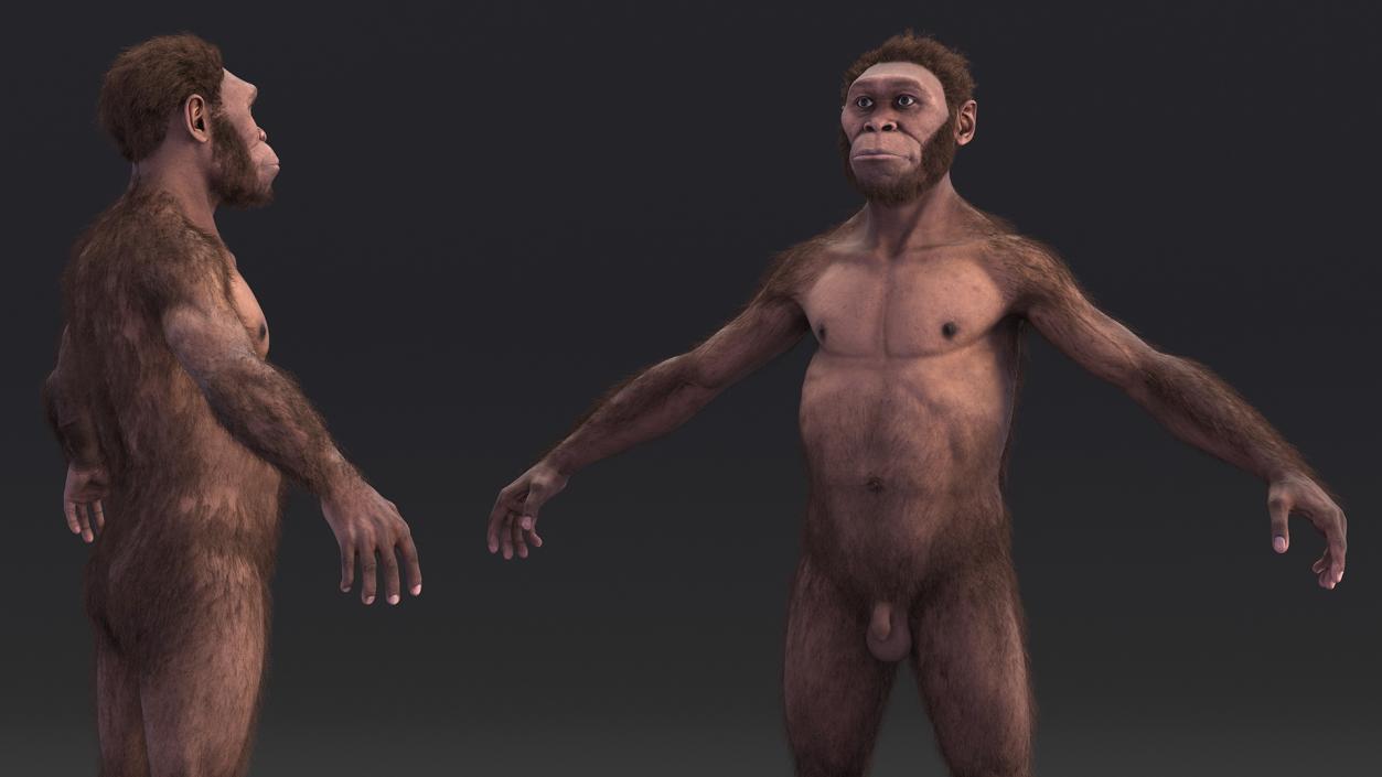 3D Homo Habilis Fur Rigged model