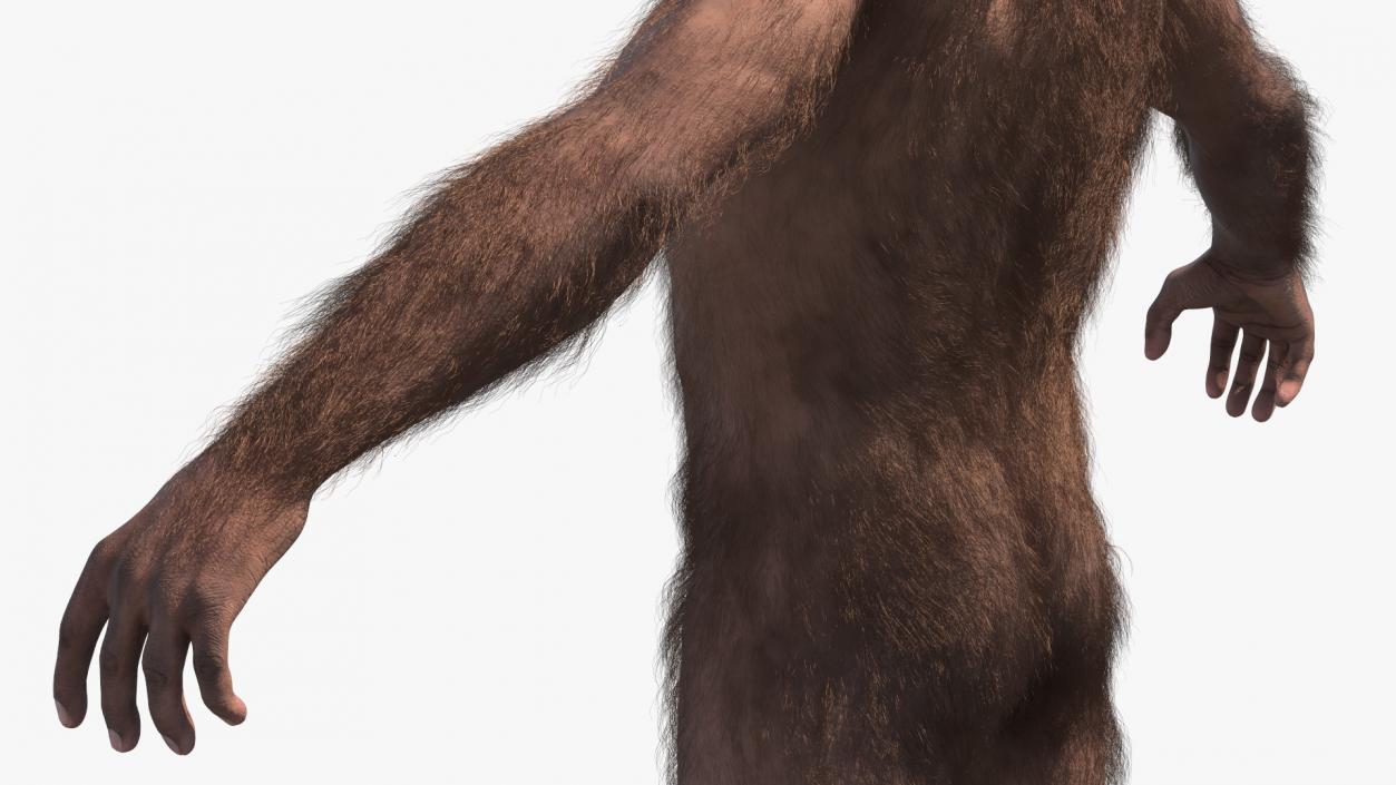 3D Homo Habilis Fur Rigged model