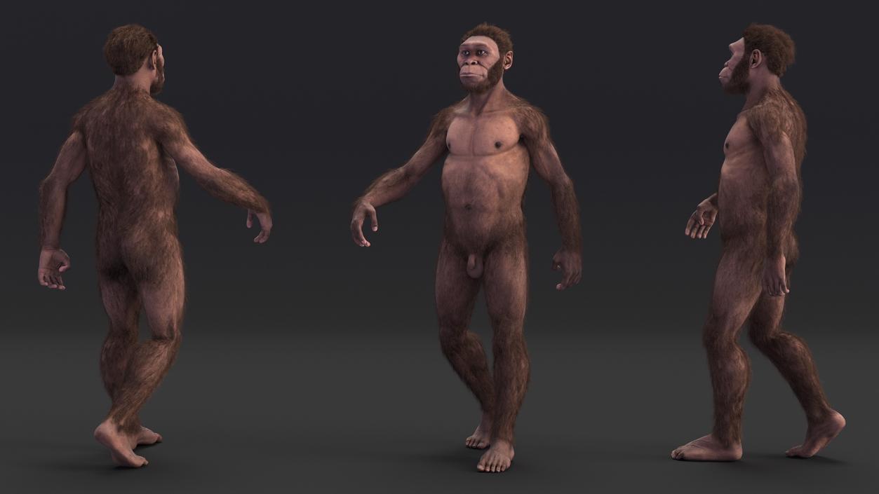 3D Homo Habilis Fur Rigged model