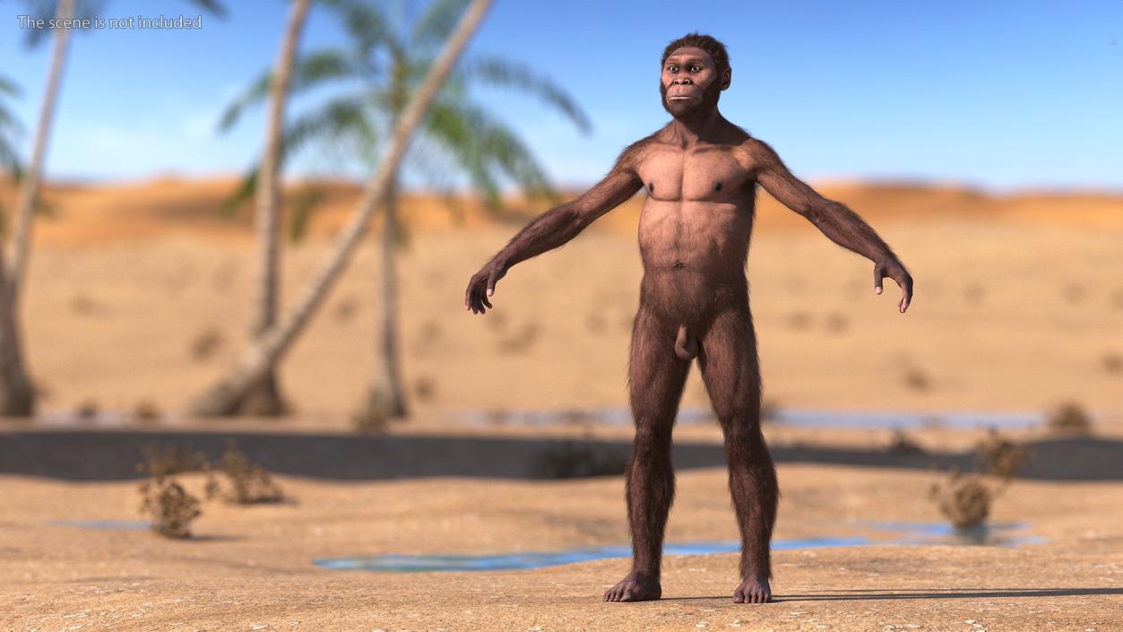 3D Homo Habilis Fur Rigged model