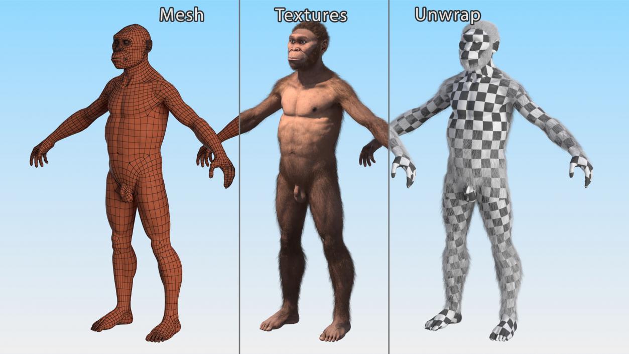 3D Homo Habilis Fur Rigged model