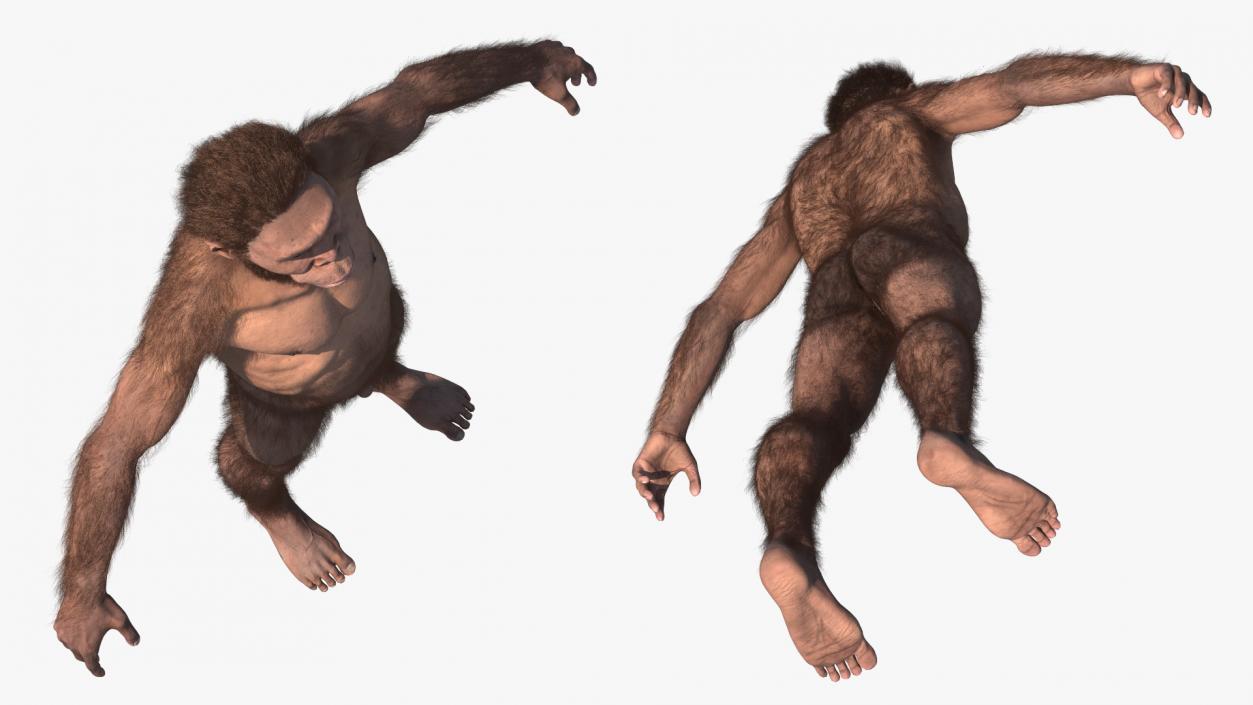 3D Homo Habilis Fur Rigged model