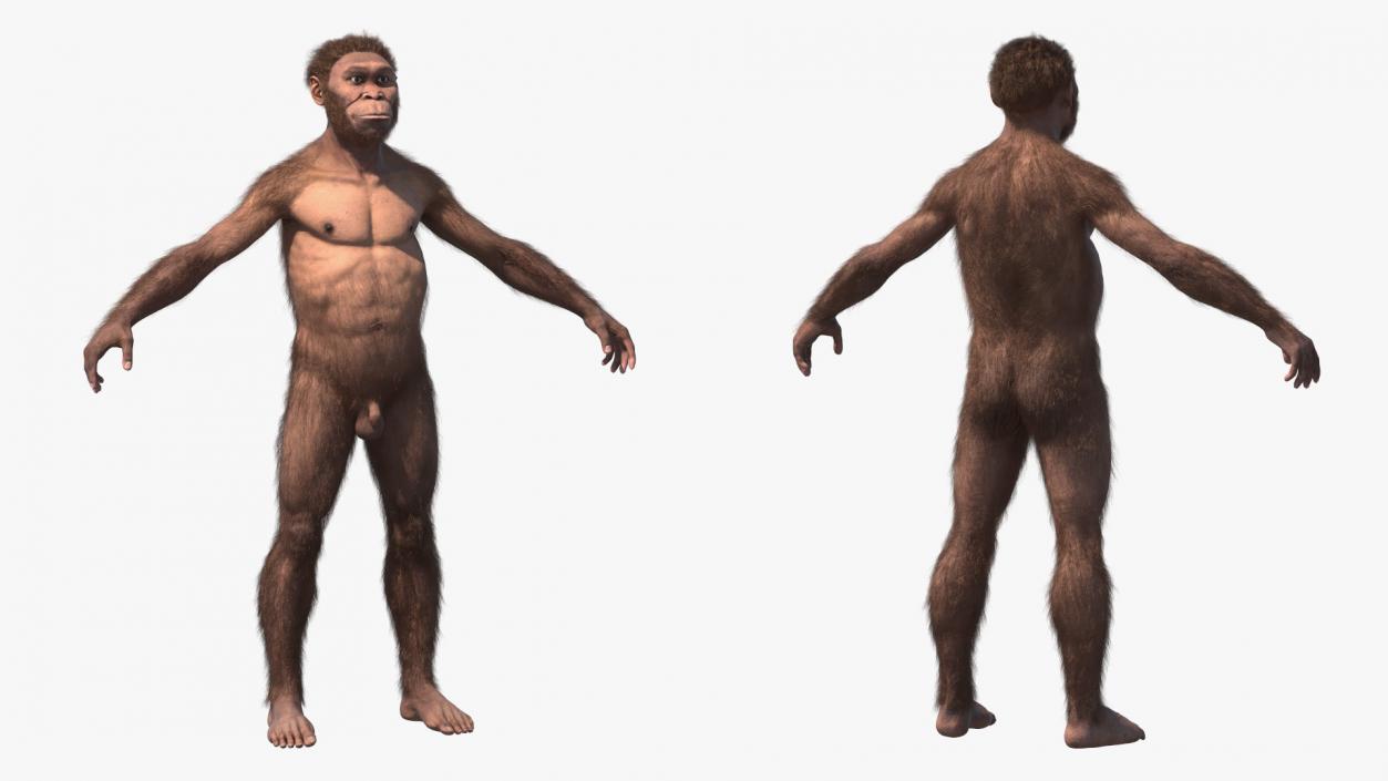 3D Homo Habilis Fur Rigged model