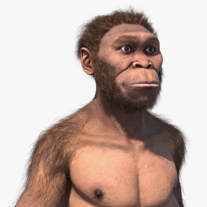 3D Homo Habilis Fur Rigged model