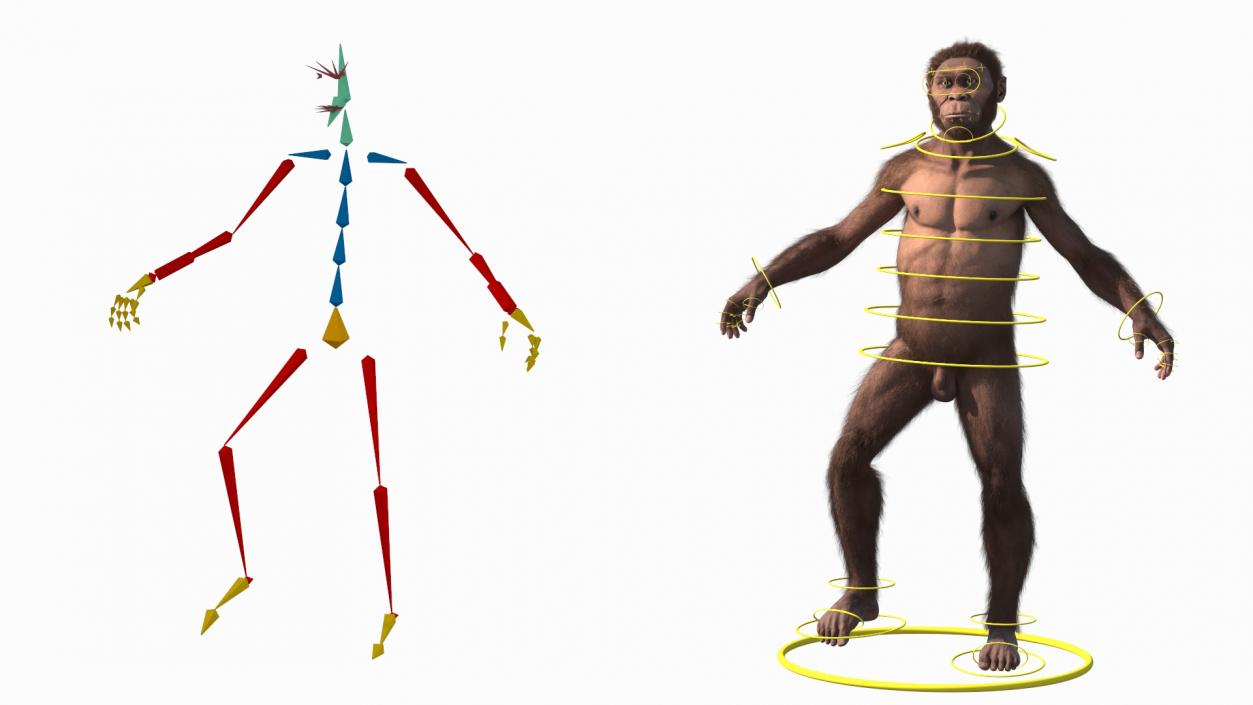 3D Homo Habilis Fur Rigged model