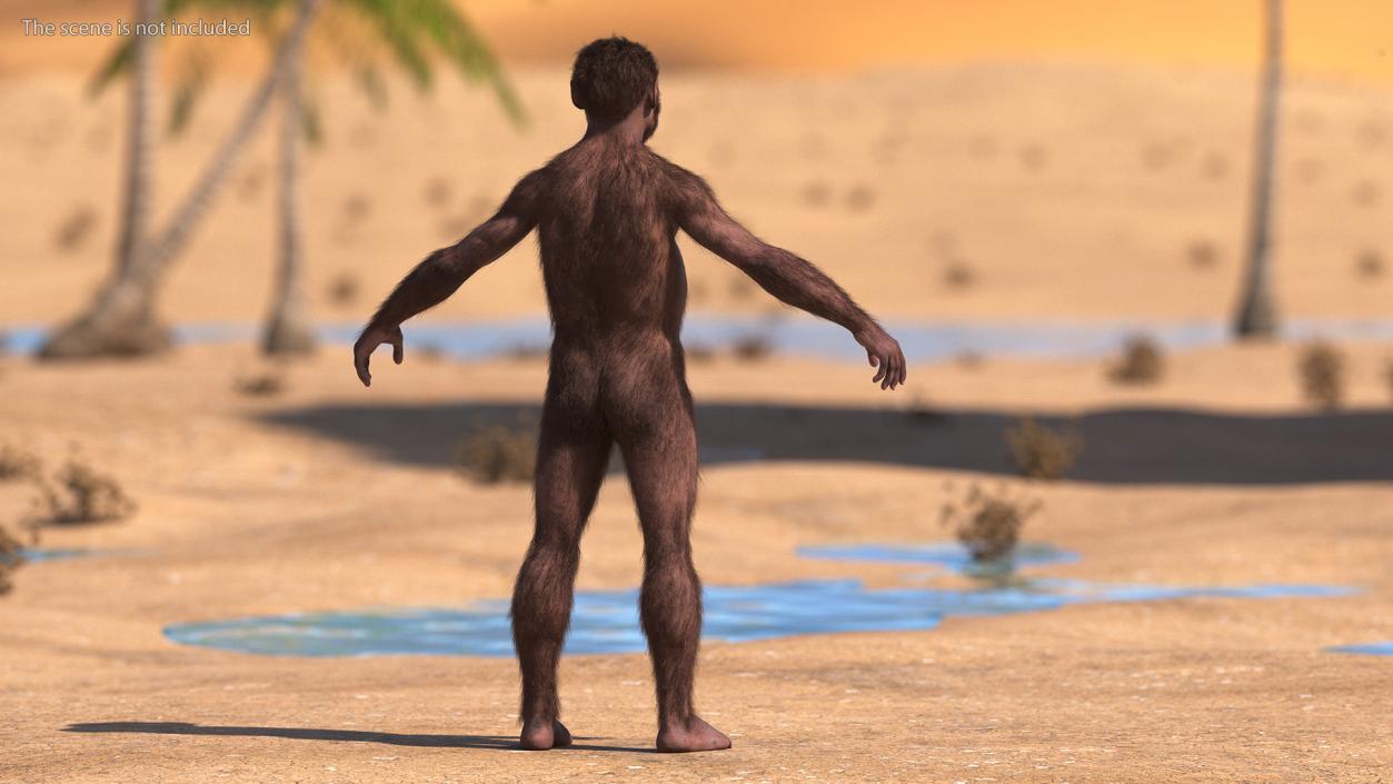 3D Homo Habilis Fur Rigged model