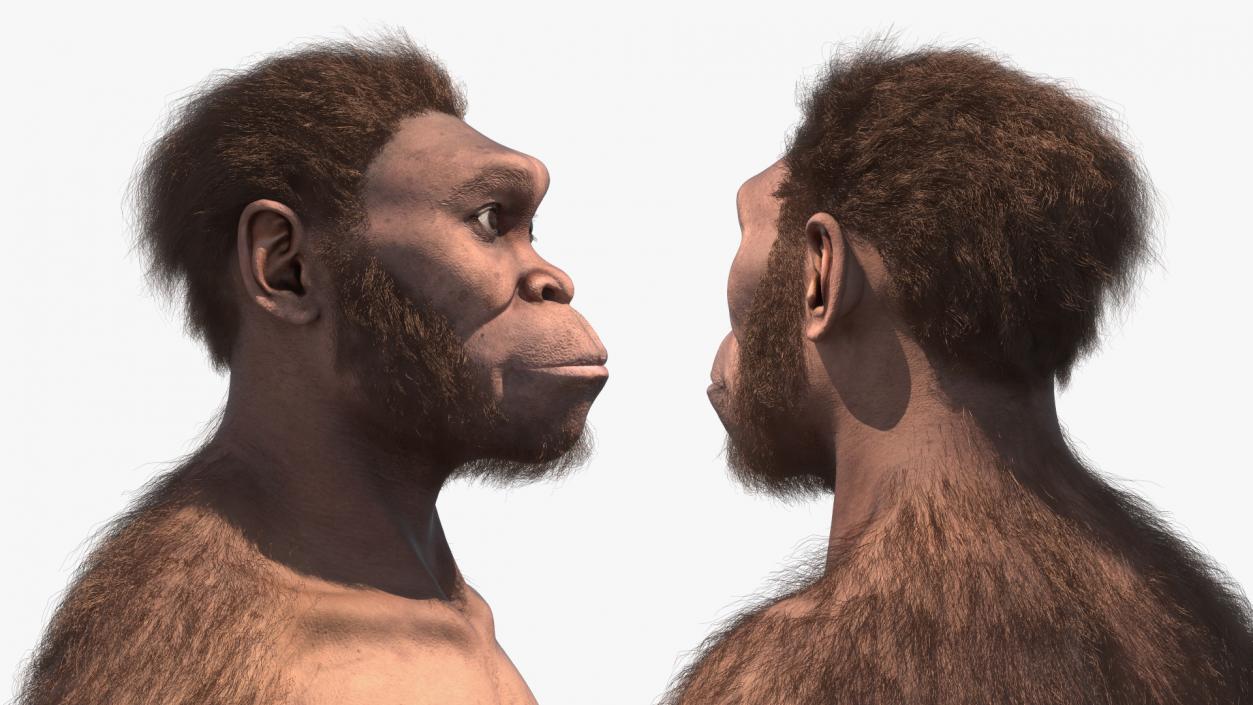 3D Homo Habilis Fur Rigged model