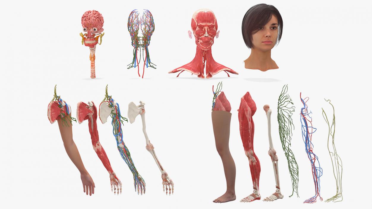 3D model Female Realistic Anatomy Collection