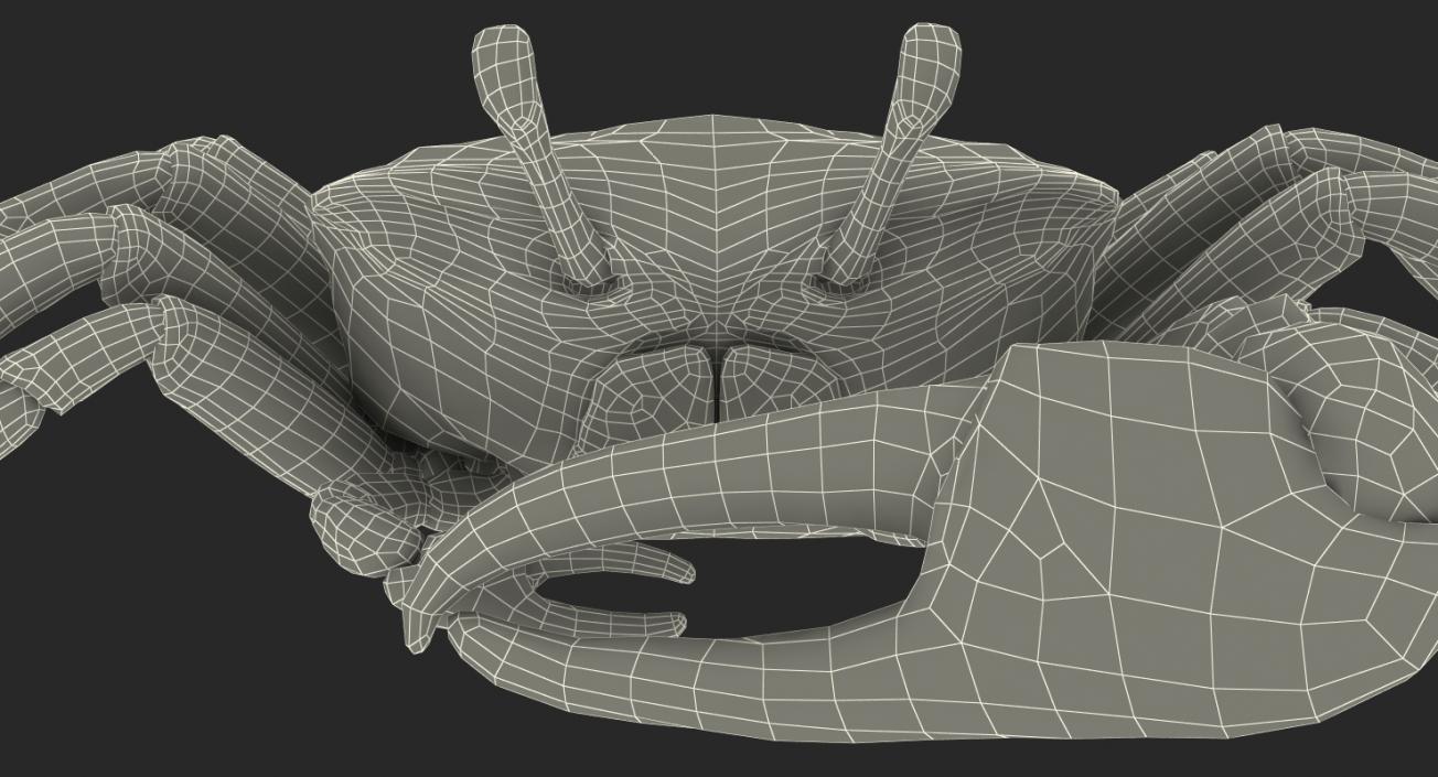 3D Fiddler Crab with Fur Rigged model