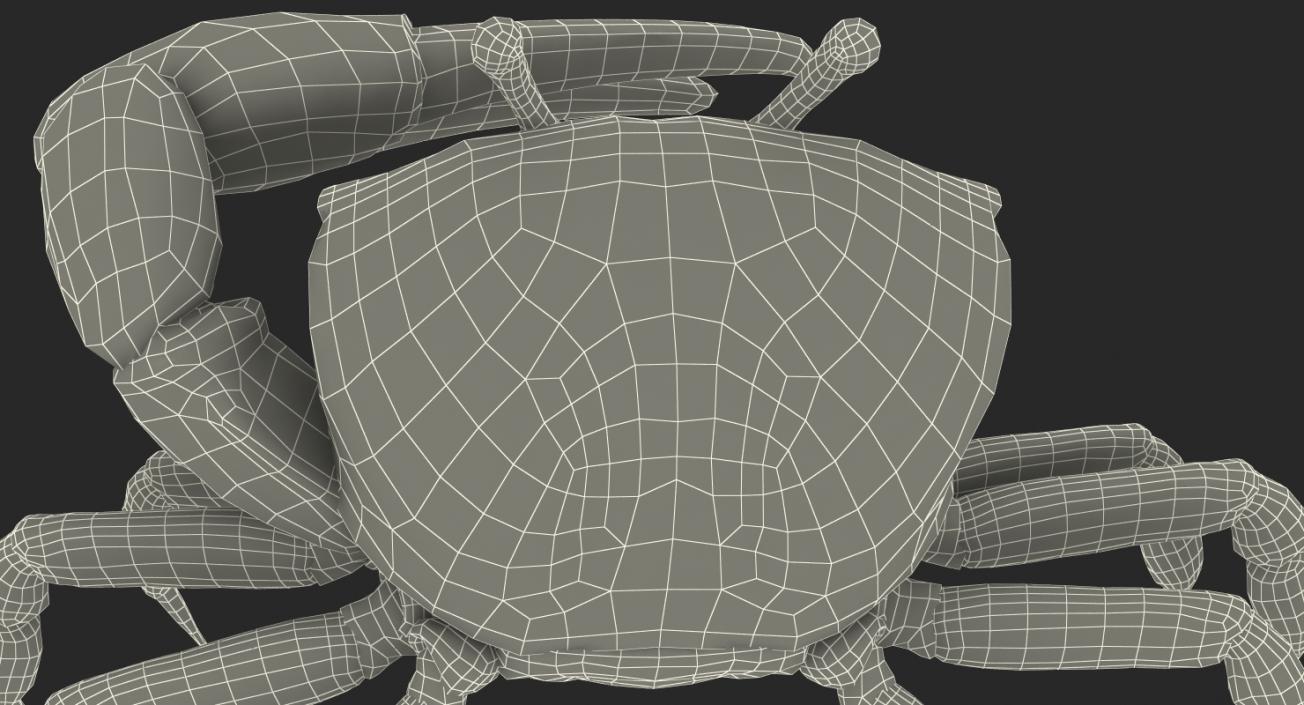 3D Fiddler Crab with Fur Rigged model