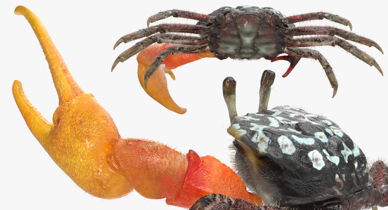 3D Fiddler Crab with Fur Rigged model