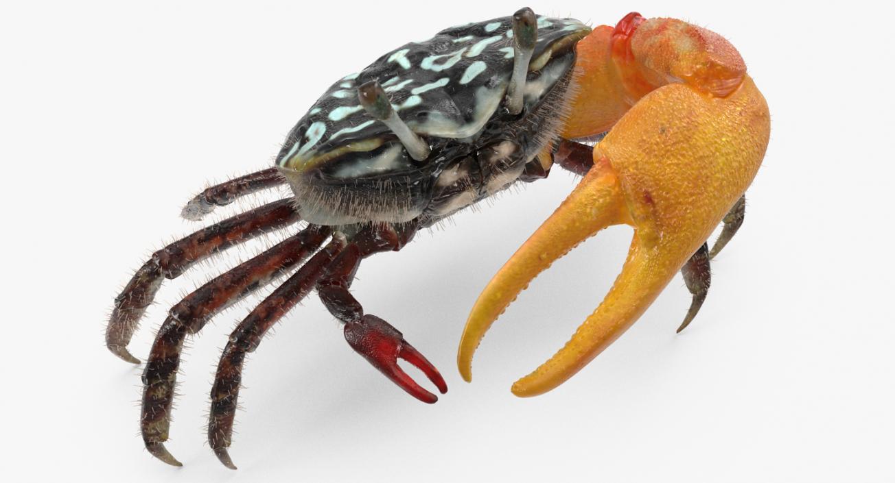 3D Fiddler Crab with Fur Rigged model