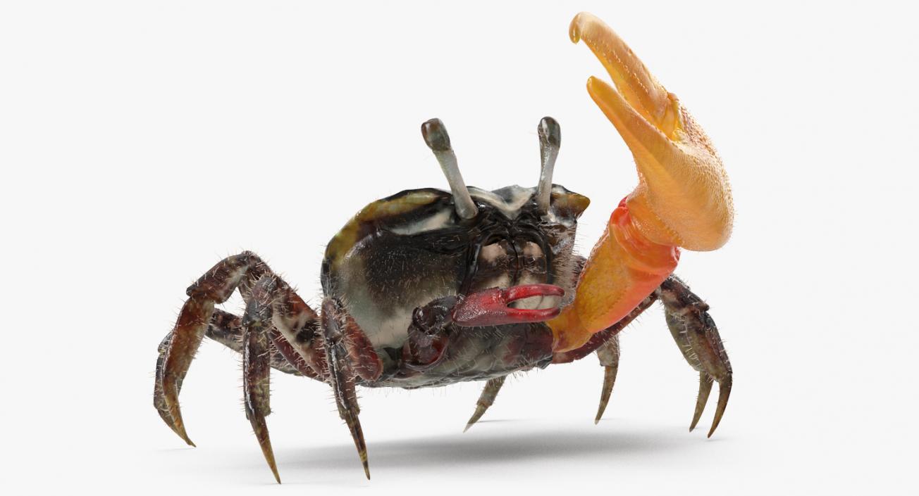 3D Fiddler Crab with Fur Rigged model