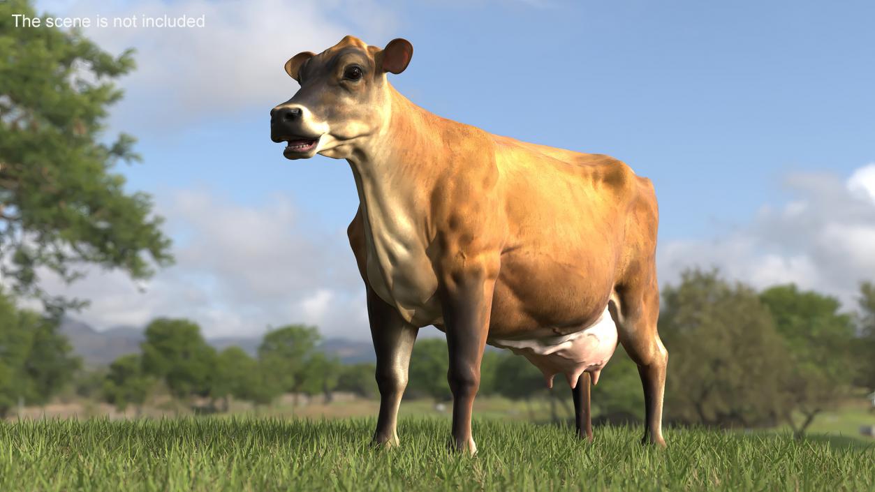 3D model Cattle Cow