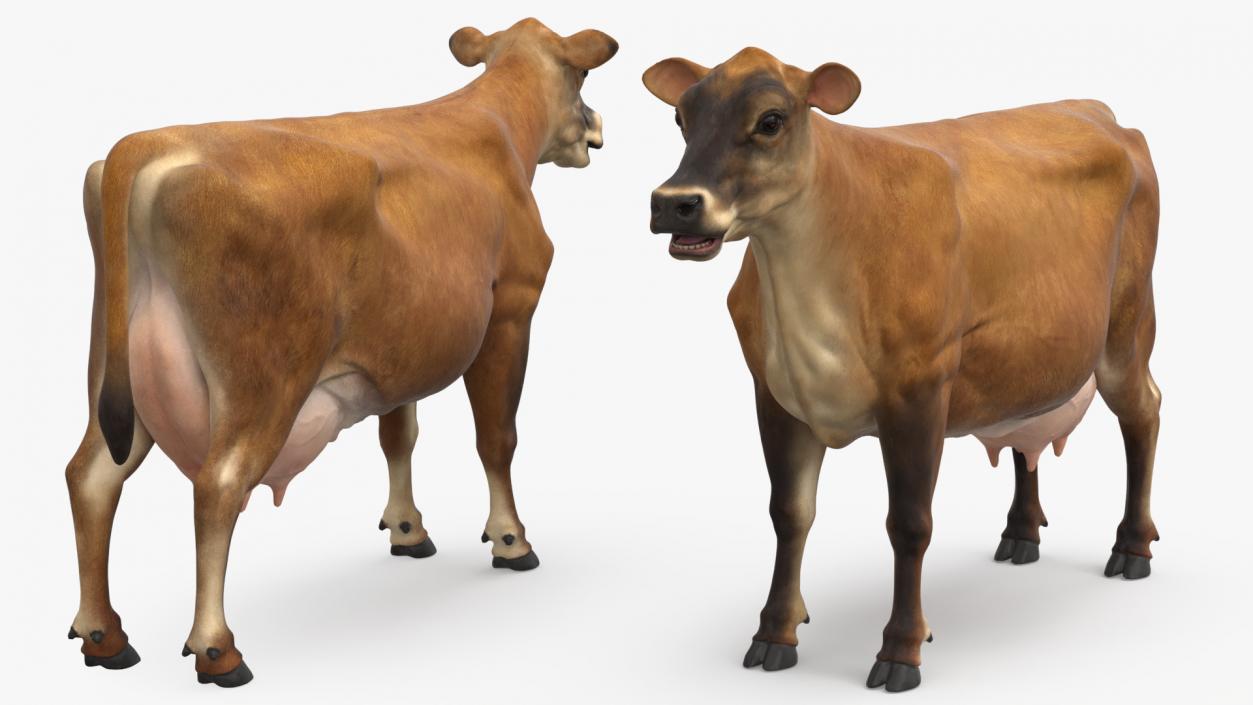 3D model Cattle Cow