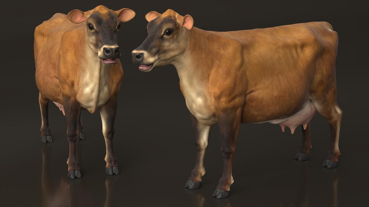 3D model Cattle Cow