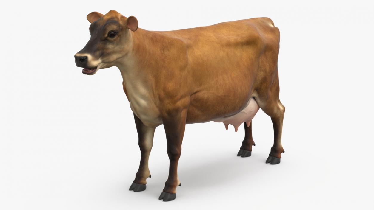 3D model Cattle Cow