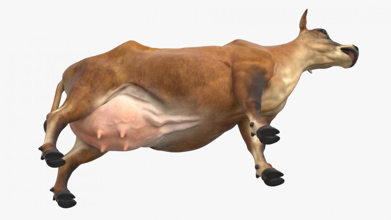 3D model Cattle Cow