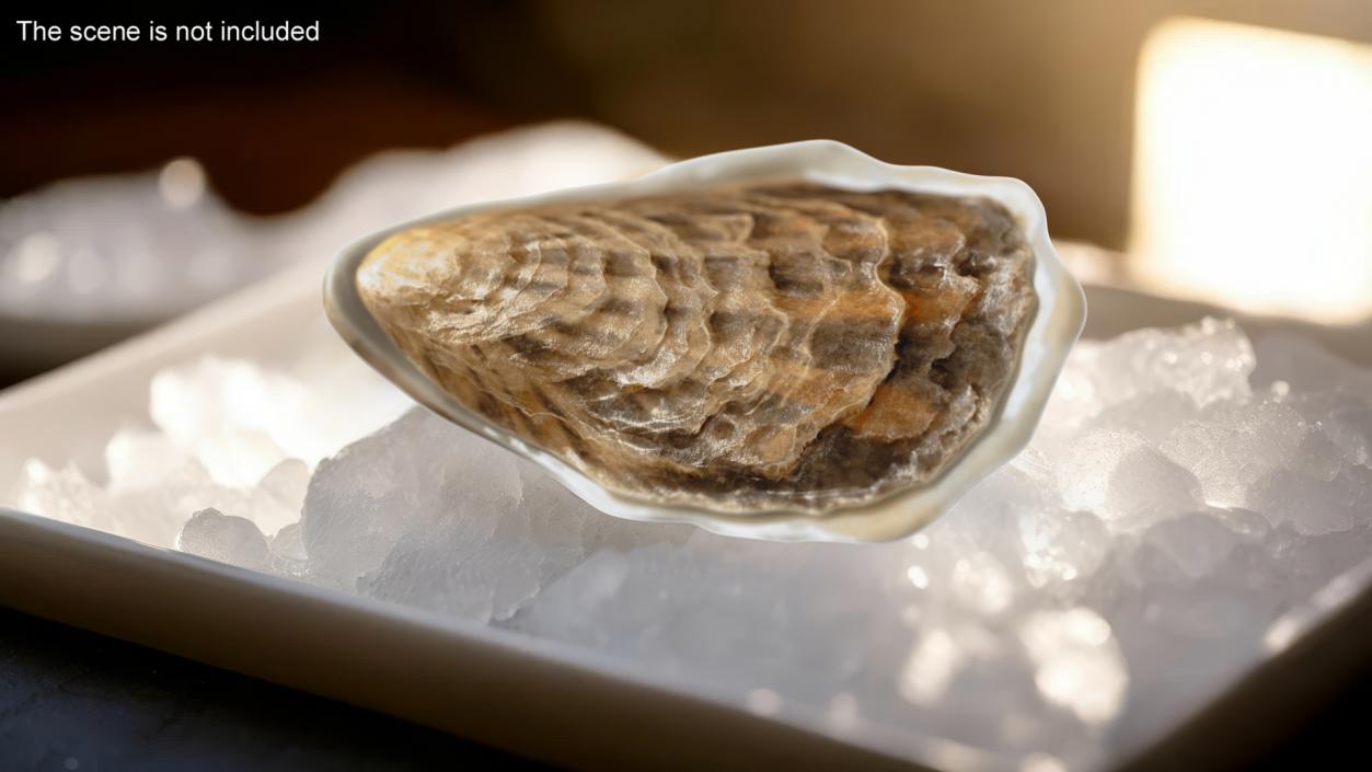 Closed Sea Oyster 3D