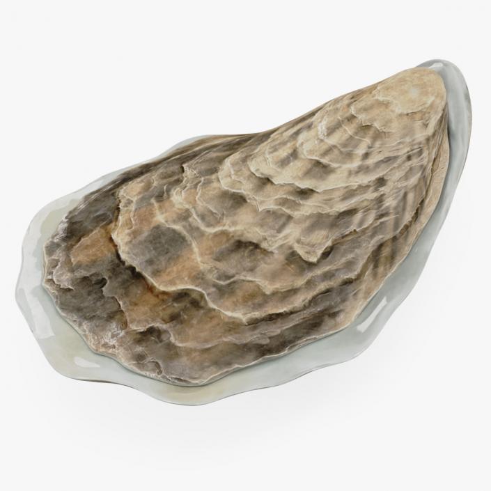 Closed Sea Oyster 3D