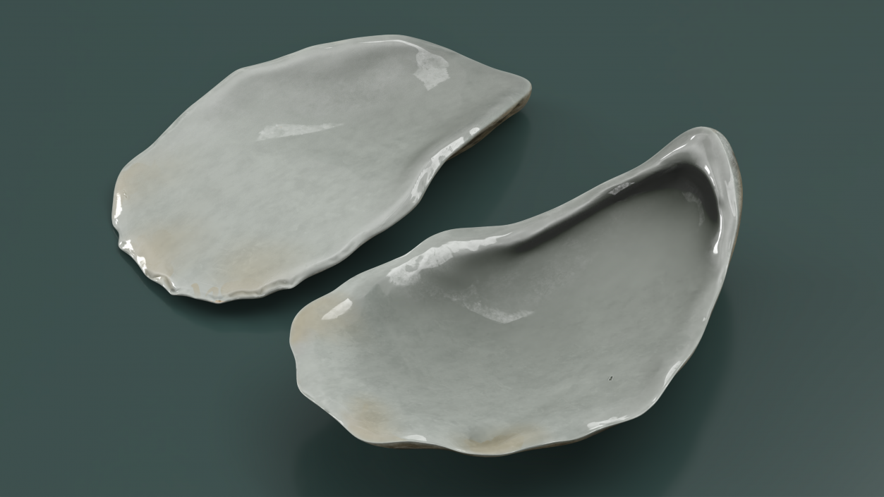 Closed Sea Oyster 3D